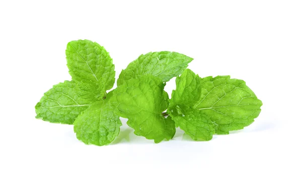 Daun Mint Terisolasi Latar Belakang Putih — Stok Foto