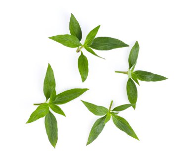 Taze Kariyer, Andrographis Paniculata beyaz arka planda, Anti-Corona virüsü bırakıyor.