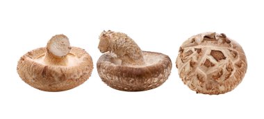 Beyaz arka planda izole edilmiş Şiitake mantarları