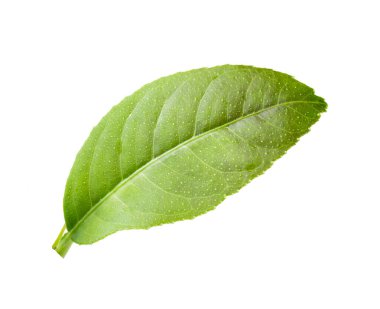 beyaz arkaplanda genç yapraklar