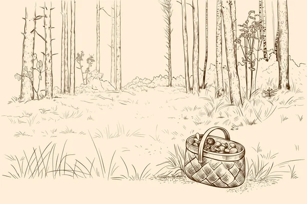 松树林 在树林里清理 柳条筐里塞满了蘑菇 手绘矢量图解 秋天的风景 图库矢量图片