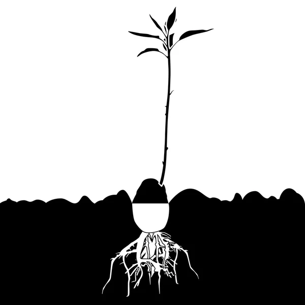 Avokádo rostlin strom — Stockový vektor