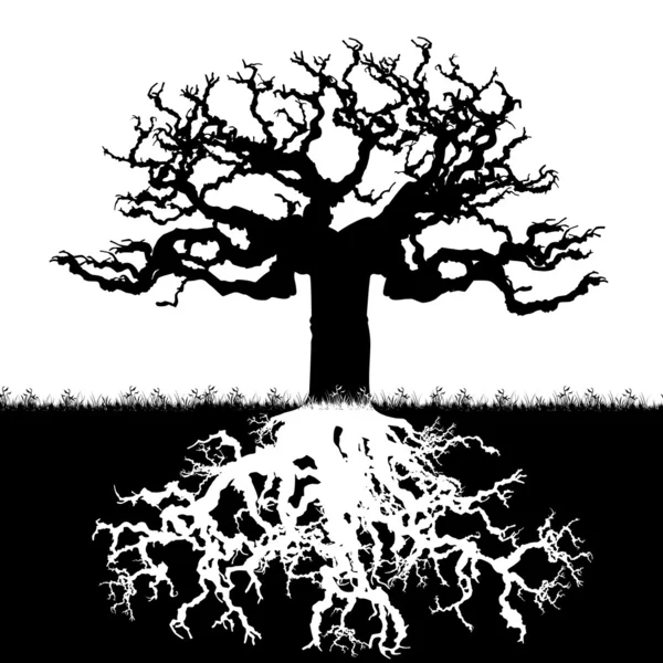 Copac — Vector de stoc