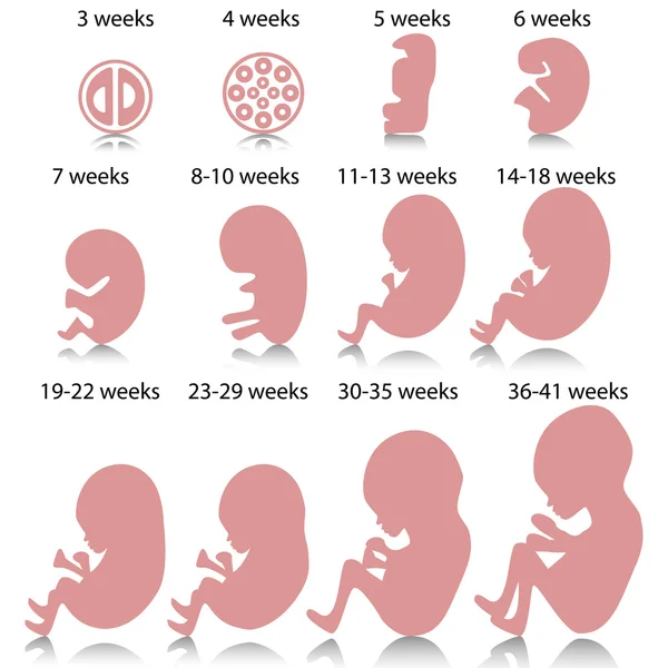 怀孕阶段 — 图库矢量图片