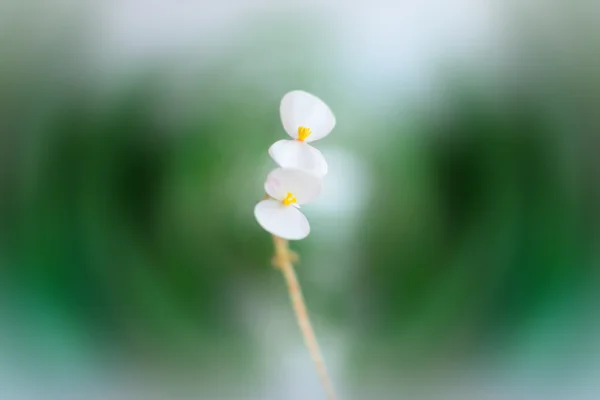 Δύο μικρά λευκά άνθη σε φόντο στροβιλίζονται — Φωτογραφία Αρχείου