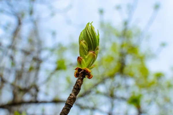 Bud chestnut tree — Stock Photo, Image