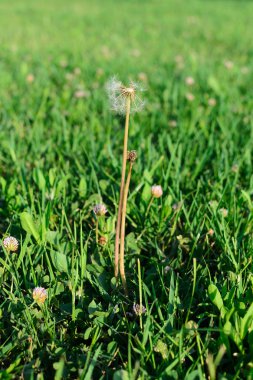 Yonca arasında karahindiba blowball