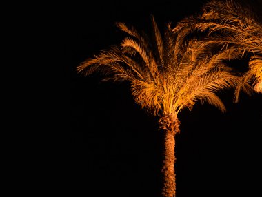Metin için Palm gece ışık şablon