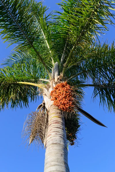 Fruits on the palm tree — Stock Photo, Image