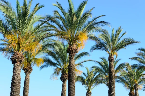 Palmy przeciwko błękitnemu niebu — Zdjęcie stockowe