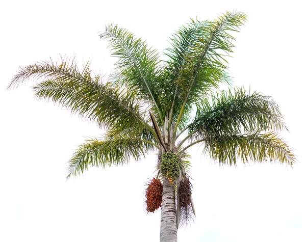 Palm isolater białe tło — Zdjęcie stockowe