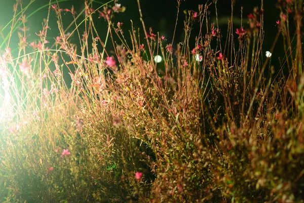 Florescendo fundo grama à noite — Fotografia de Stock