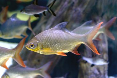 Kolay nehir balığı