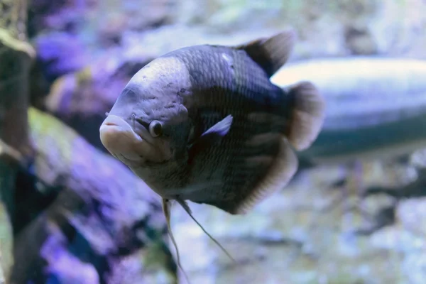 Grande pesce macro foto — Foto Stock