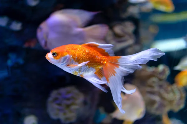 Peces tropicales exóticos — Foto de Stock