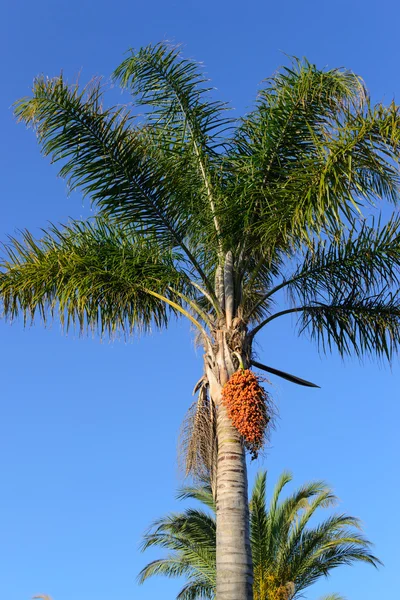 Palmy z owoców na tle niebieskiego nieba — Zdjęcie stockowe