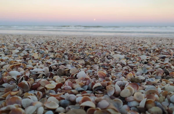 Seashells Seashore Sunset — Stock Photo, Image