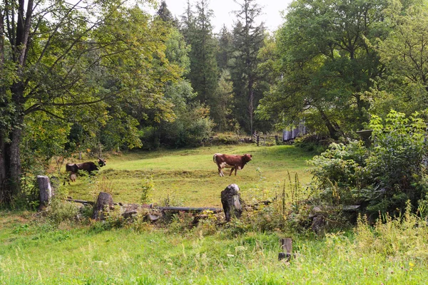 Pâturage Vaches Dans Forêt Production Laitière Naturelle Endroit Respectueux Environnement — Photo