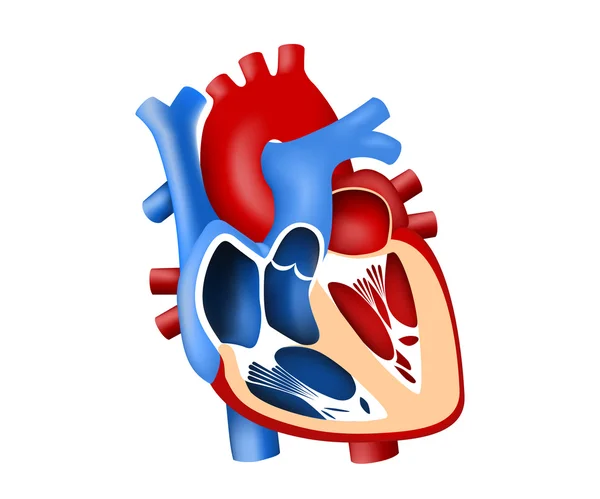 Función y definición corazón humano tridimensional — Archivo Imágenes Vectoriales