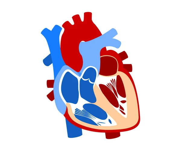 Funzione e definizione cuore umano — Vettoriale Stock