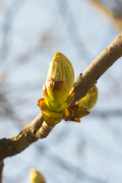 Young bud chestnut tree — Stock Photo, Image