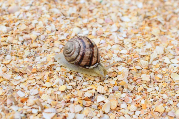 Insect grape snail shells — Stock Photo, Image