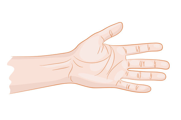 человек рука изолирована
