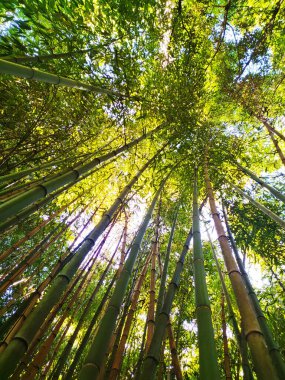 Alttan çekilen yemyeşil bambu ormanı. Güneş ışığı yaprakların arasından süzülüp barışçıl, doğal bir manzara yaratır. Doğa, refah veya zen kavramları için idealdir..