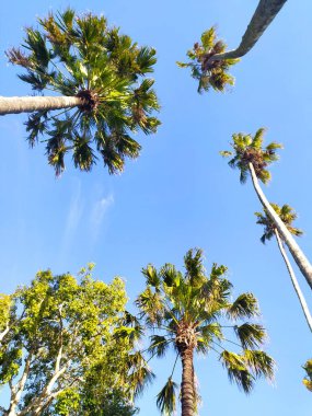 Parlak mavi gökyüzüne karşı palmiye ağaçlarına bakıyorum. Tatil, rahatlama ve tropik cenneti çağrıştırıyor. Seyahat, yaz ya da doğa temaları için mükemmel.