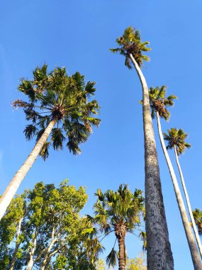 Lowangle, tropikal titreşimler ve özgürlük hissi uyandıran parlak mavi gökyüzüne karşı palmiye ağaçlarını yükselten gösteriler sergiliyor. Seyahat, doğa ya da tatil temaları için ideal.