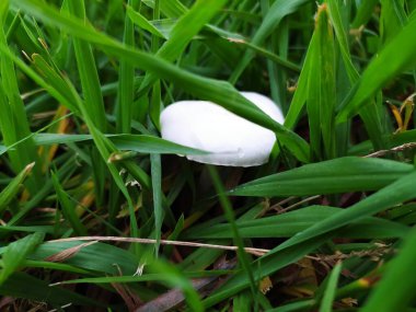 Çimlerin arasına gizlenmiş gizemli beyaz mantar. Doğal ve huzurlu bir sahne. Büyümeyi, doğayı veya gizli güzellik kavramlarını resmetmek için ideal..