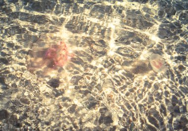 Temiz suda denizanası