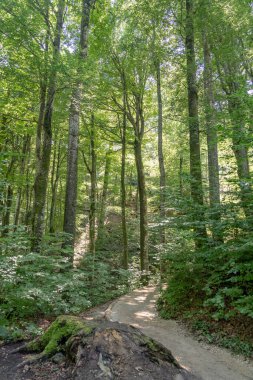 Hırvatistan 'da yaz aylarında ormanların içinde yol uzanıyor