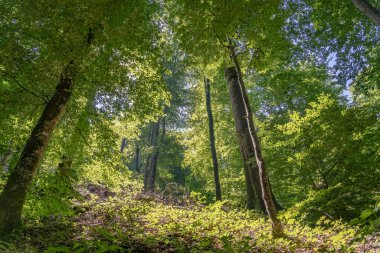 Hırvatistan 'da yaz aylarında ormanların içinde yol uzanıyor