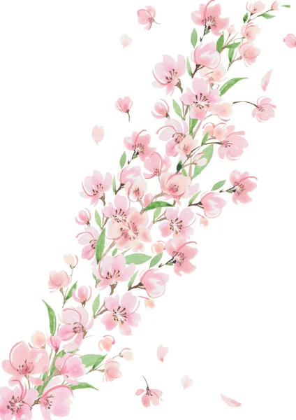 Körsbärsblomma Akvarell Ram Fjäder Illustration — Stockfoto