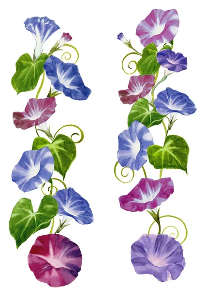 Hand Painted Watercolor Illustration Morning Glory — Stock Photo, Image