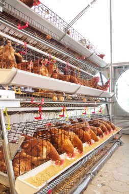 Poultry aviary farm clipart