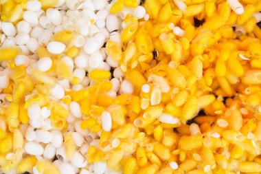 İpekböceği koza yığını