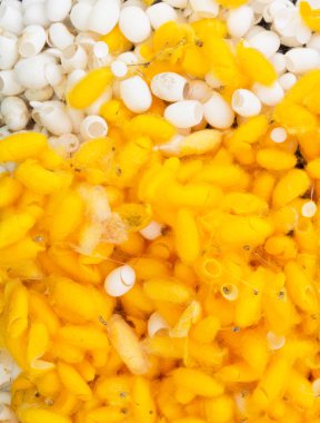 İpekböceği koza yığını