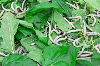 İpekböceği yeme dut yaprakları