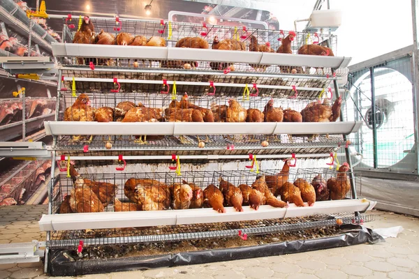 Poultry aviary farm — Stock Photo, Image
