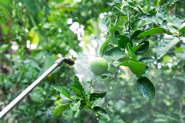 Limoni verdi spruzzati — Foto Stock