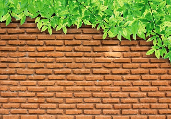 Brick wall texture — Stock Photo, Image