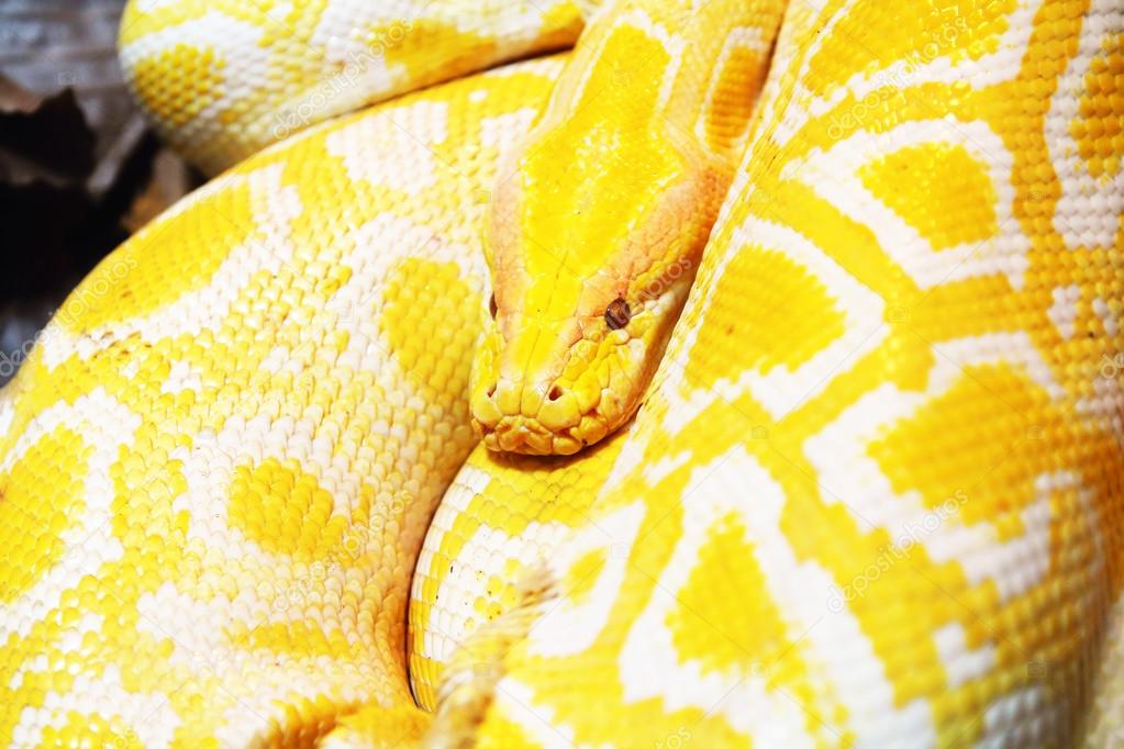 Yellow python snake