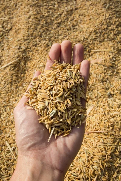 Un puñado de arroz marrón — Foto de Stock