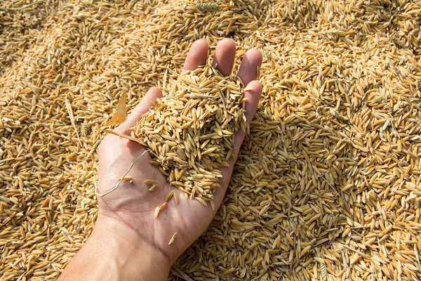 Handful of brown rice — Stock Photo, Image