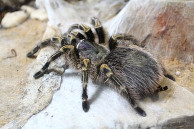 Siyah tarantula örümceği