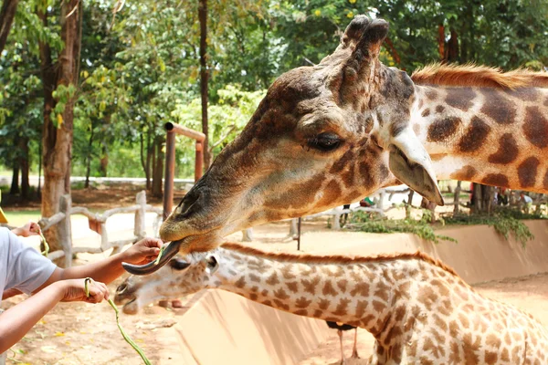 People feeding giraffes — Stock Photo, Image