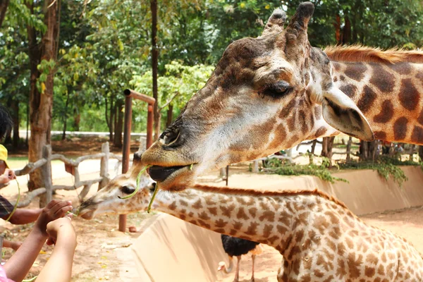 Människor mata giraffer — Stockfoto