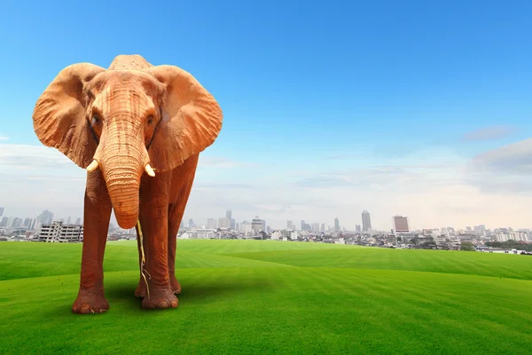 Elephant walking on field — Stock Photo, Image